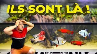 On met les POISSONS de @ToopetVideos dans L'AQUARIUM de 14000L ? Flowerhorn et Piranha ?