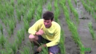 4. IRRI Agronomy Challenge 2: Topdressing Urea in Chilly Weather (18 January 2013)