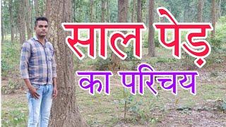 Shorea Robusta Tree!! साल के पेड़!!  vlogs