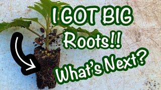 Plant propagation - once the plants root, what's the next step? Growing out newly rooted hydrangeas.