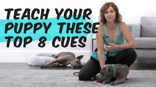 Teach Your Puppy These Top 8 Cues