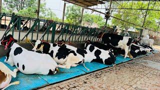 45 top quality HF cows available for sale at Gurwinder Dairy Farm (Punjab)