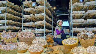 Harvesting Organic Straw Mushroom Farm Goes To Market Sell - Garden, Daily Life | Tieu Lien