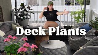 Moving HousePlants Outside for Summer +morning shake recipe, deck revamp & tour