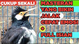 Kicau Jalak Suren Gacor - Isian Komplit  sangat Efektif untuk Masteran dan Pancingan semua jalak