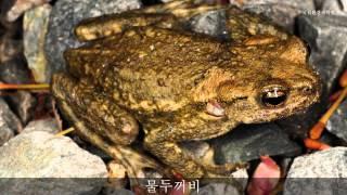 물두꺼비 울음소리_Korean water toad_sound_국립환경과학원
