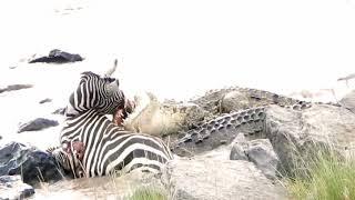 Crocodile Cuts Zebra Head And Eat it