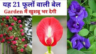 यह 21 फूलों वाली बेल Garden खुशबू से भर देंगे || 21Best Permanent Flowering Plants 2021