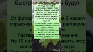 Мощная подкормки для помидор !!#советы#дача#огород#дом#лайфхаки