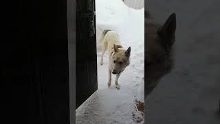 Долго думал #short