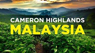 CAMERON HIGHLANDS 4K - Travel Guide Malaysia: Mountains, TEA & Strawberries