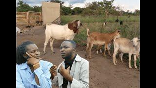 MILLIONAIRE GOAT FARMER || PART 1