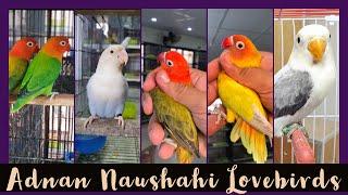 Adnan Naushahi Lovebirds | breeding setup | By Wajahat Munawar