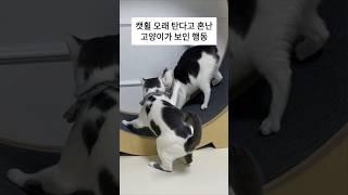 자체 슬로우 모션 보여주는 고양이 (웃음주의)