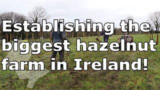 Establishing the Biggest Hazelnut Orchard in Ireland | How to Plant Bare Root Trees | Hell Week