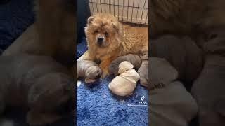 Baby Chow Chow Puppies at 2 weeks old.