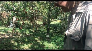 Old Timers 15 Year old Food Forest in Middle Tennessee