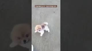 갯벌에빠진모카~똥꼬어쩔ㅋ  #shorts  엄마테 혼남