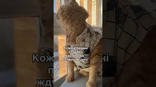 КІТ ЧІПС ТА ОБОВʼЯЗКИ ЖДУНА. #cat #приколы #кот #котик #catlover #funny #юмор #котики #смех