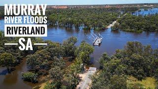 Murray River Floods 29 Nov 2022 - Riverland, SA - Lyrup to Berri