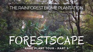 RAINFOREST BIOME plantation, WILDSCAPING and plant tour part 3: houseplants GONE WILD