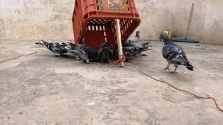 The best way to catch a racing pigeon 2019