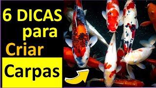  6 DICAS para CRIAR CARPAS (A ÚLTIMA é a mais  IMPORTANTE!)