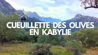 Cueillette des Olives en kabylie: Une Journée au Cœur d'une tradition ancestrale