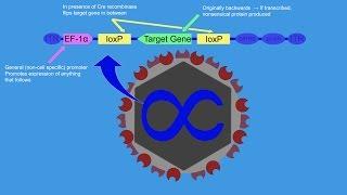 Cre-Lox, Optogenetics, and the Brain Reward System