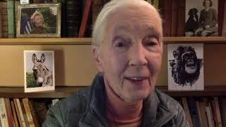 Jane Goodall about the Upshift