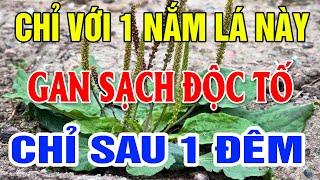 Bác Sỹ Mách Bạn Loại Lá Cực Tốt Cho Sức Khỏe, Gan Hết Sạch Độc Tố Chỉ Sau 1 Đêm,  Sống Khỏe Tới Già