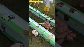 Офіційно: черепаха швидша за Кролика #цецікаво