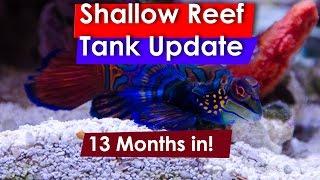 ReefDudes 6' Shallow Reef tank Update May 12/2017 13 months in!