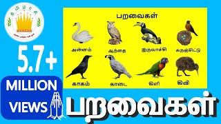 பறவைகள் | Learn Tamil Birds Name video for Kids and Children