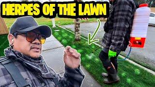 Why won't the herpes of the lawn just leave us alone  End of fall lawn maintenance!