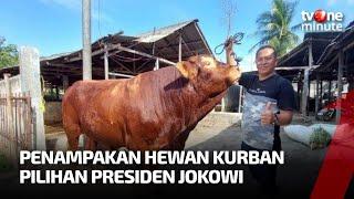 Inilah Sapi dari Binjai Pilihan Jokowi, Berbobot Lebih dari 1 Ton! | tvOne Minute