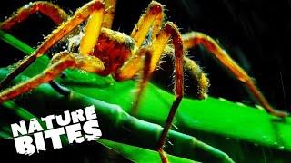 Deadly Bug Disguises!  | Micro Monsters |  Nature Bites