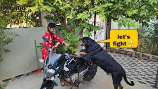 My dog become angry | Rottweiler dog | try not to laugh |