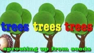 Head Shoulders Knees and Toes for Trees!