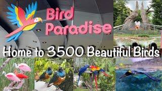 Bird Paradise Singapore - A Day In The Largest Bird Park In Asia