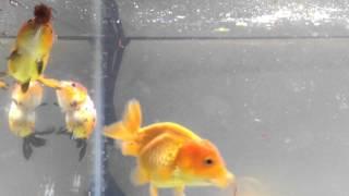 Ranchu Tank #4