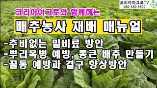 배추재배 매뉴얼-추비없는 밑비료/뿌리혹병 예방/통큰배추, 꿀통예방과 결구 향상 방안