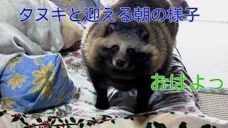 タヌキと迎える朝の様子　(Good morning Tanuki.)