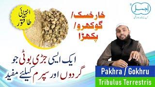 Gokhru Ke Fayde | Pakhra | Tribulus Terrestris for Sperm and Kidney