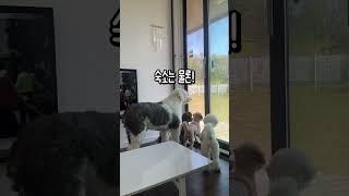 대형견도 가능한 경주 애견동반 여행 코스 #애견동반 #강아지