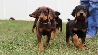 6 week old Doberman puppies