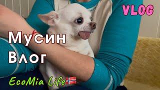 У Мии выходной. Какой сериал посмотреть? /Nº8 - 02.2025/EcoMia Life