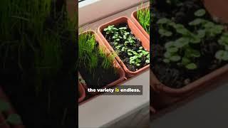 Organic Microgreen Magic! Grow Health Indoors!  #gardening #plants #garden #microgreens #shorts