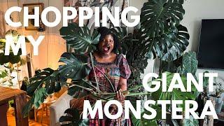 Chopping my GIANT Monstera in half!