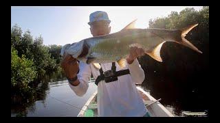 Tarpon Fishing In Mangrove Creeks